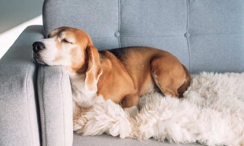 dog sleeping sofa arm rest blanket natural light